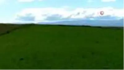 Kars’ta Kavılca buğdayı dönemi başladı