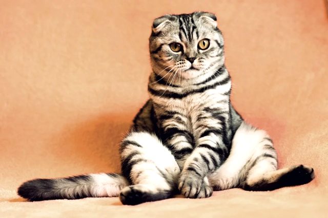 kedilerin omru kac yildir dunyanin en yasli kedisi kac yasindadir