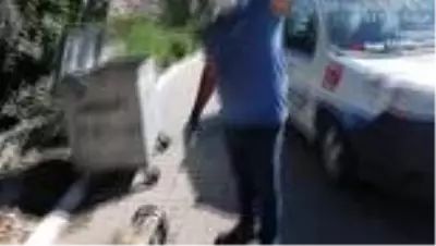 Marmaris'te çöpe atılarak ölüme terk edilen koça belediye sahip çıktı Marmaris'te çöpe atılarak ölüme terk edilen koça belediye sahip çıktı