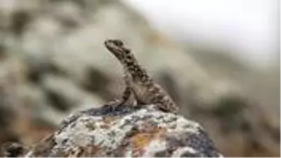 Sürüngenler arasında nadir görülen Kafkas keleri, Türkiye'nin en uç noktasında görüntülendi Sürüngenler arasında nadir görülen Kafkas keleri, Türkiye'nin en uç noktasında görüntülendi