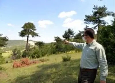 Tek karış boş arazi bile değerlendirilecek