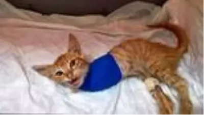Yaralı halde bulunan kedi yavrusu cerrahi müdahaleye rağmen 2 bacağını kaybetti Yaralı halde bulunan kedi yavrusu cerrahi müdahaleye rağmen 2 bacağını kaybetti