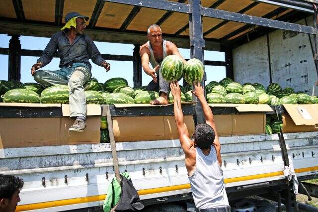 Adana karpuzunun kilogram fiyatı tarlada 1 liraya düştü