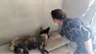 Ağzı bağlı çuval içinde çöpe atılan koç öldü Ağzı bağlı çuval içinde çöpe atılan koç öldü