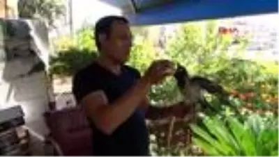 ANTALYA-YAVRU KARGAYA BABA ŞEFKATİ