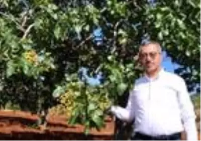 Antep Baklavası'nın fıstığı Kahramanmaraş'tan Antep Baklavası'nın fıstığı Kahramanmaraş'tan