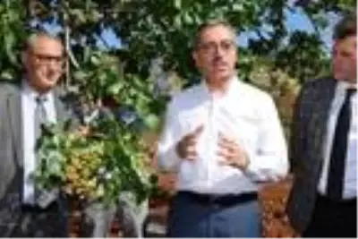 Antep Baklavası'nın fıstığı Kahramanmaraş'tan Antep Baklavası'nın fıstığı Kahramanmaraş'tan