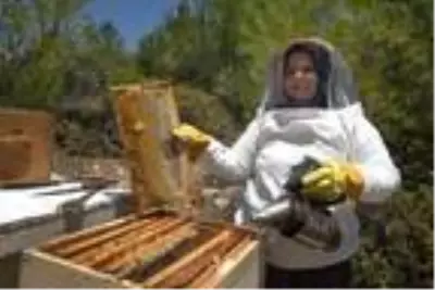 Kayınpederinin hediye ettiği 1 kovanla arıcılığa başladı şimdi 50 kovanı var Kayınpederinin hediye ettiği 1 kovanla arıcılığa başladı şimdi 50 kovanı var