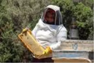 Kayınpederinin hediye ettiği 1 kovanla arıcılığa başladı şimdi 50 kovanı var Kayınpederinin hediye ettiği 1 kovanla arıcılığa başladı şimdi 50 kovanı var