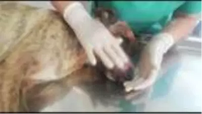 Domuz saldırısına uğrayan köpek tedavi edildİ Domuz saldırısına uğrayan köpek tedavi edildİ