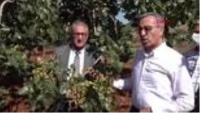 KAHRAMANMARAŞ Antep Baklavası'nın fıstığı Kahramanmaraş'tan KAHRAMANMARAŞ Antep Baklavası'nın fıstığı Kahramanmaraş'tan