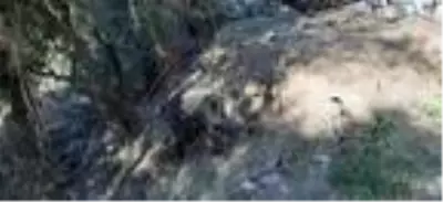 Kapana yakalanan domuz, belediye ekiplerince kurtarıldı Kapana yakalanan domuz, belediye ekiplerince kurtarıldı