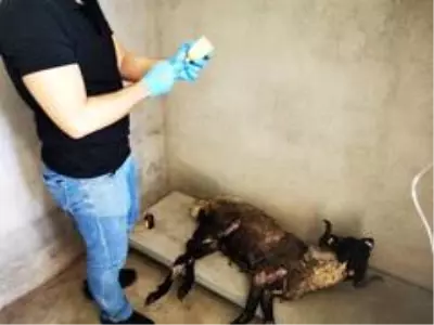 Ağzı bağlı çuval içinde çöpe atılan koç öldü Ağzı bağlı çuval içinde çöpe atılan koç öldü