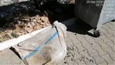 Ağzı bağlı çuval içinde çöpe atılan koç öldü Ağzı bağlı çuval içinde çöpe atılan koç öldü