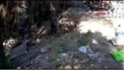 Muğla Kapana yakalanan domuz, belediye ekipleri tarafından kurtarıldı Muğla Kapana yakalanan domuz, belediye ekipleri tarafından kurtarıldı