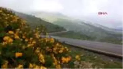 ORDU Yeşil Yol’un Ordu etabı yapılıyor