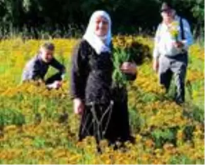 Safranbolu'da sarı kantaronun hasadına başlandı