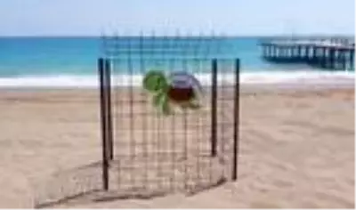 Belek'te caretta caretta yuvası, 900'e ulaştı