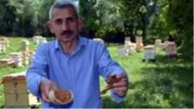 Kilogramını 5 bin liradan sattığı propolisin siparişlerine yetişemiyor Kilogramını 5 bin liradan sattığı propolisin siparişlerine yetişemiyor