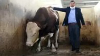 Köyde kurduğu çiftlik örnek oldu! Kazancını duyan tası tarağı toplayıp köye gitmek istiyor Köyde kurduğu çiftlik örnek oldu! Kazancını duyan tası tarağı toplayıp köye gitmek istiyor