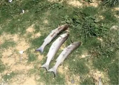 Çevre ve Şehircilik Bakanlığı, İstanbul'daki balık ölümleri için devreye girdi Çevre ve Şehircilik Bakanlığı, İstanbul'daki balık ölümleri için devreye girdi