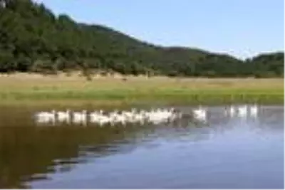 Kuş cenneti Yayla Gölü koruma altına alındı Kuş cenneti Yayla Gölü koruma altına alındı
