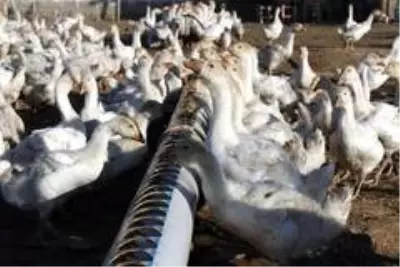 14 kazla başladılar, şimdi binlercesini yetiştiriyorlar! Tanesi 300 lira 14 kazla başladılar, şimdi binlercesini yetiştiriyorlar! Tanesi 300 lira