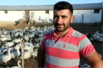 Öğretmenliği bırakıp kaz yetiştirmeye başlayan genç çiftçi, şimdi herkese bu işi tavsiye ediyor Öğretmenliği bırakıp kaz yetiştirmeye başlayan genç çiftçi, şimdi herkese bu işi tavsiye ediyor