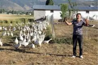 14 kazla başladılar, şimdi binlercesini yetiştiriyorlar! Tanesi 300 lira 14 kazla başladılar, şimdi binlercesini yetiştiriyorlar! Tanesi 300 lira