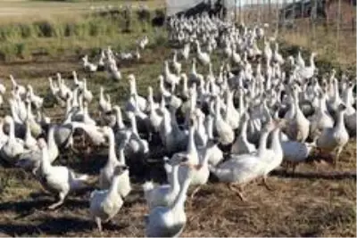 14 kazla başladılar, şimdi binlercesini yetiştiriyorlar! Tanesi 300 lira 14 kazla başladılar, şimdi binlercesini yetiştiriyorlar! Tanesi 300 lira