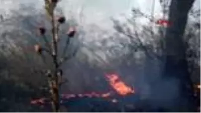BALIKESİR Edremit’te zeytinlik alanda yangını