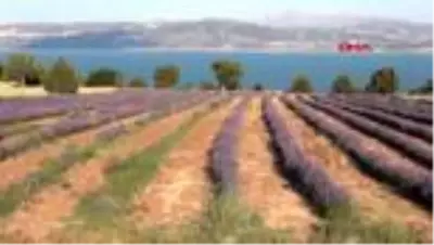 BURDUR Lavanta bahçelerine ziyaretçi akını