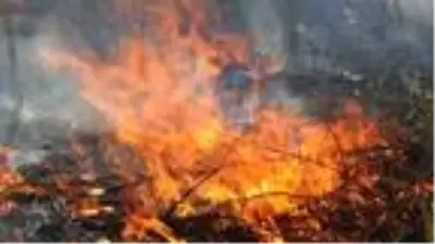 Edremit'te zeytinlik alanda yangını