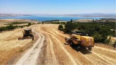 Elazığ'da 600 dönüme arpa eken başkan, hasada başladı