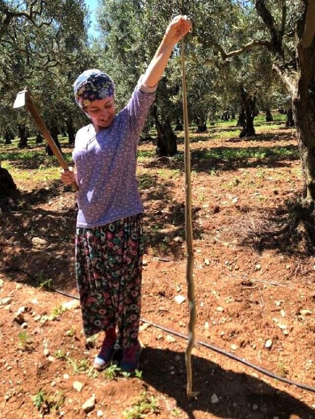 Kadın çiftçi, boyundan büyük yılanı görünce ne yaptı? Kadın çiftçi yılanı öldürdü mü? Kadın çiftçi, boyundan büyük yılanı görünce ne yaptı? Kadın çiftçi yılanı öldürdü mü?