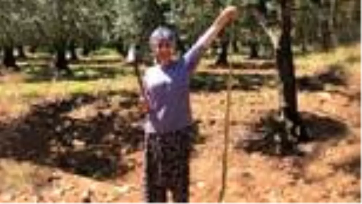 Kadın çiftçi, boyundan büyük yılanı görünce ne yaptı? Kadın çiftçi yılanı öldürdü mü?