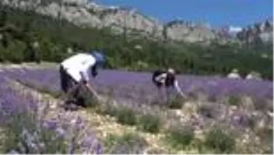 Kadınlar hayallerinin peşinden koştu, köy lavanta bahçesine dönüştü Kadınlar hayallerinin peşinden koştu, köy lavanta bahçesine dönüştü