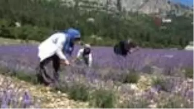 Kadınlar hayallerinin peşinden koştu, köy lavanta bahçesine dönüştü Kadınlar hayallerinin peşinden koştu, köy lavanta bahçesine dönüştü