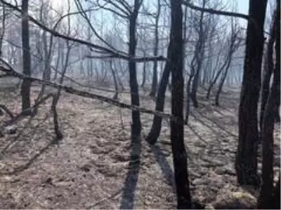 Orman yangınında 6 hektar alan zarar gördü Orman yangınında 6 hektar alan zarar gördü