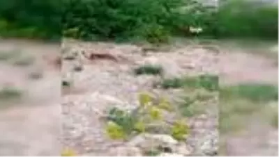Siirt'te aç kalan tilkiler şehre indi Siirt'te aç kalan tilkiler şehre indi