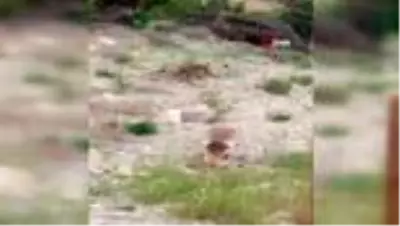 Siirt'te aç kalan tilkiler şehre indi Siirt'te aç kalan tilkiler şehre indi