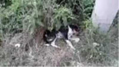 Tüfekle ateş edilen köpek yaralandı Tüfekle ateş edilen köpek yaralandı