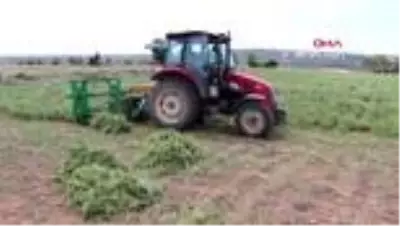 Türkiye’nin kekik ambarında hasat hareketliliği