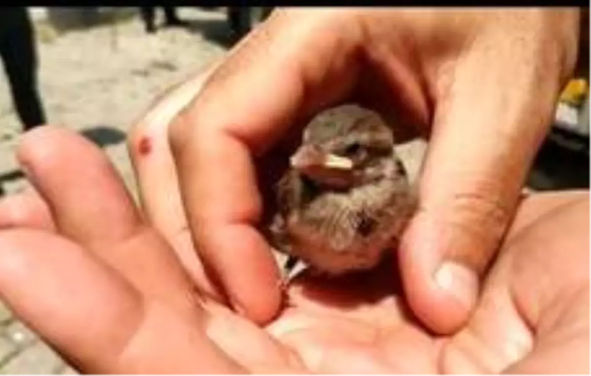 Yuvasından düşen yavru serçeyi itfaiye ekipleri kurtardı