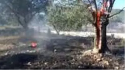 Son dakika 3. sayfa: Zeytin ağaçları alevlere teslim oldu