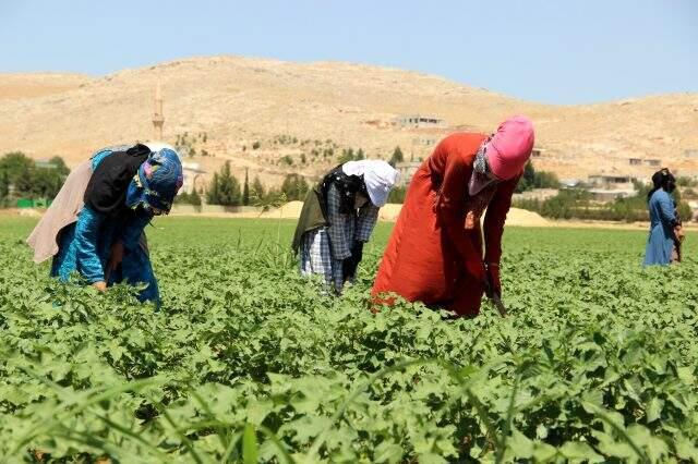 50 derece sıcaklıkta günlük 50 liraya çalışan Şanlıurfalı işçiler, çalışma şartlarının iyileştirilmesini istiyor 50 derece sıcaklıkta günlük 50 liraya çalışan Şanlıurfalı işçiler, çalışma şartlarının iyileştirilmesini istiyor