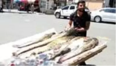 Ardahan'da yakalanan bir metreyi aşkın yayın balıkları ilgi gördü Ardahan'da yakalanan bir metreyi aşkın yayın balıkları ilgi gördü