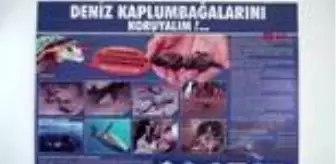 Menderes Deltası: AYDIN Kuşadası'nda en büyük erkek yeşil deniz kaplumbağası kıyıya vurdu Menderes Deltası: AYDIN Kuşadası'nda en büyük erkek yeşil deniz kaplumbağası kıyıya vurdu