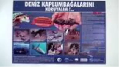 AYDIN Kuşadası'nda en büyük erkek yeşil deniz kaplumbağası kıyıya vurdu AYDIN Kuşadası'nda en büyük erkek yeşil deniz kaplumbağası kıyıya vurdu