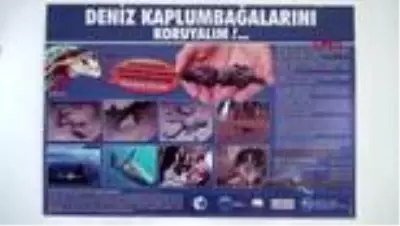 AYDIN Kuşadası'nda en büyük erkek yeşil deniz kaplumbağası kıyıya vurdu AYDIN Kuşadası'nda en büyük erkek yeşil deniz kaplumbağası kıyıya vurdu